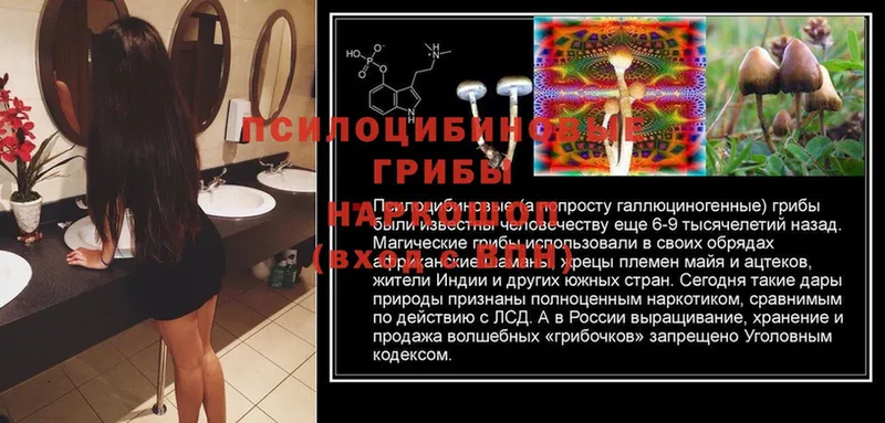 Галлюциногенные грибы Cubensis  ссылка на мегу tor  Усть-Лабинск 